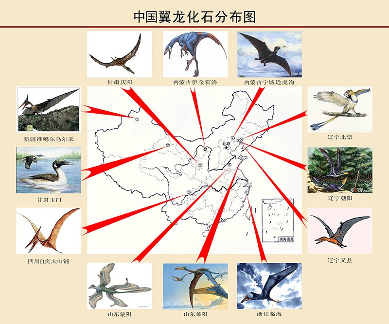 第三单元 环江翼龙化石