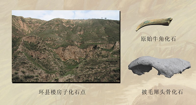 第一单元  庆阳古生物化石概况