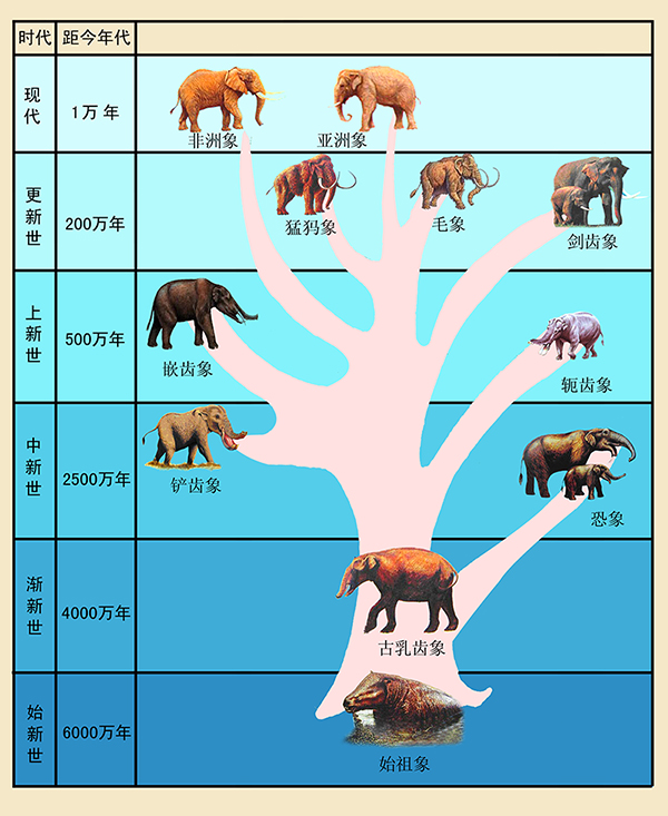 第二单元 黄河古象化石